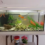 Апартаменты Aquarium House *