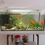 Aquarium House *