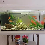 Aquarium House *