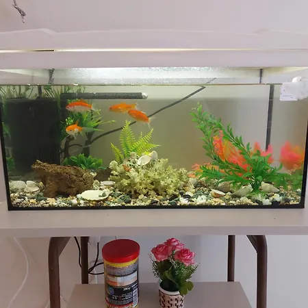 Aquarium House *